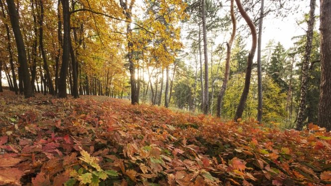 rudens