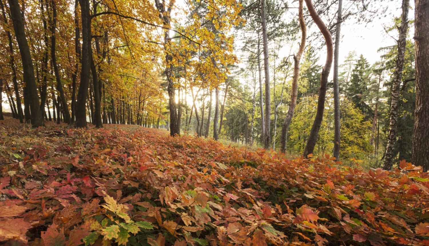 rudens