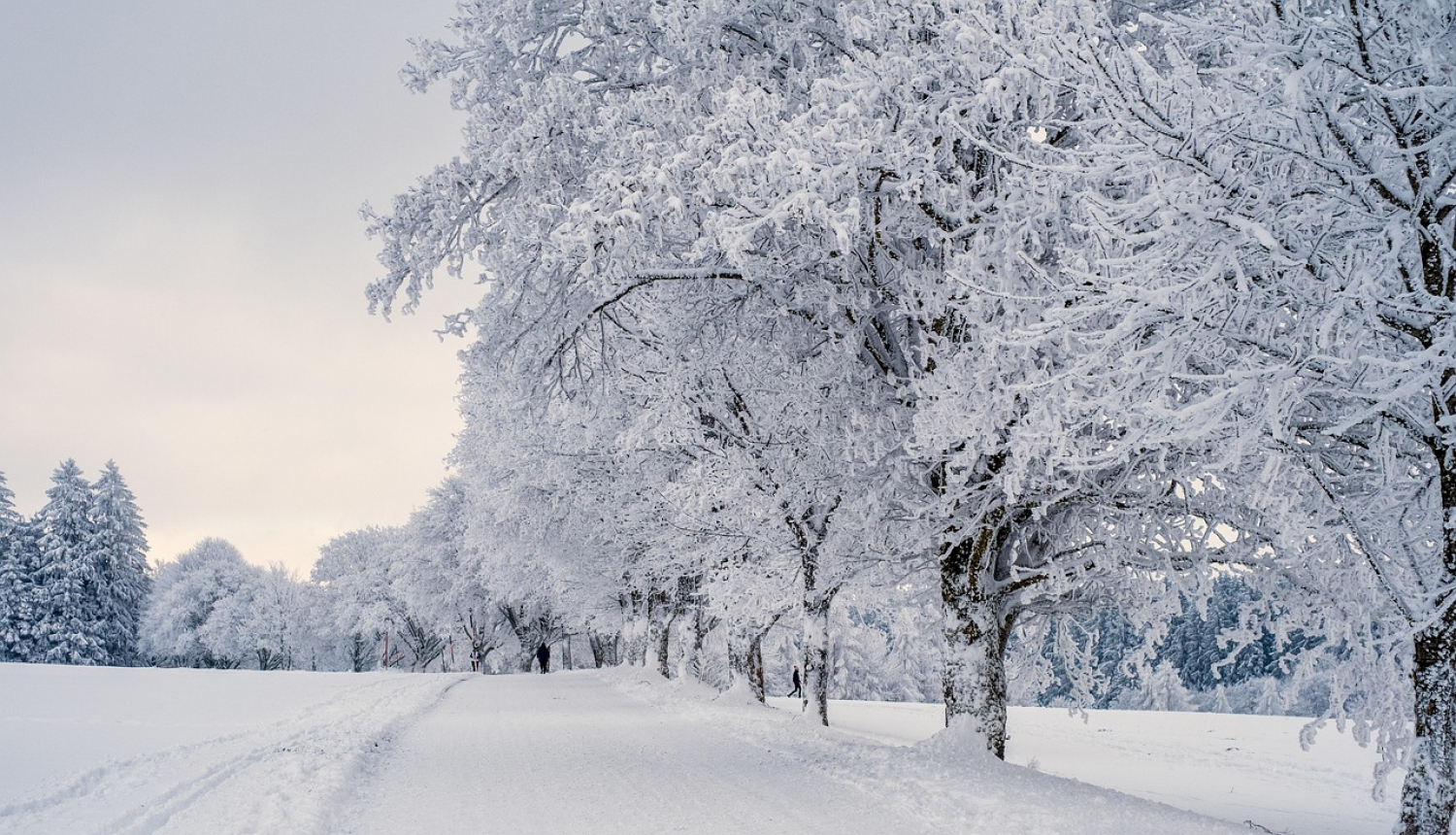 Sniegots ceļš ar apsnigušiem kokiem